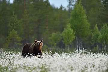 Obraz na płótnie Canvas Brown bear in blooming cotton grass