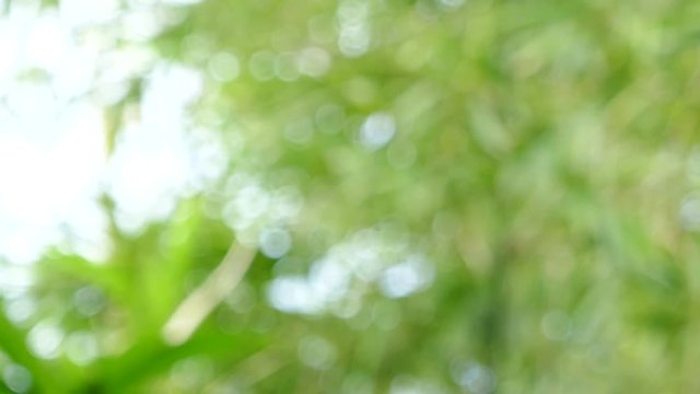 Out of focus. Green leaves abstract nature background and wallpaper