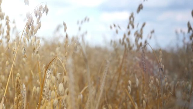 High quality video of oat field in 4K Footage created on an professional electronic slider