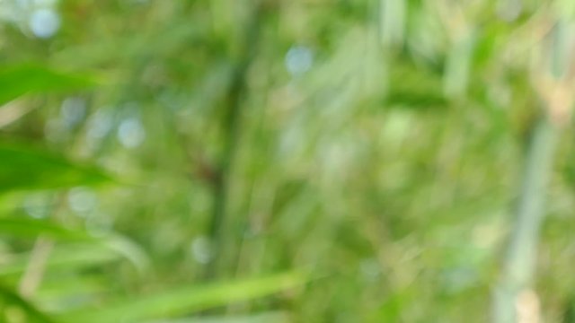 Out of focus. Green leaves abstract nature background and wallpaper