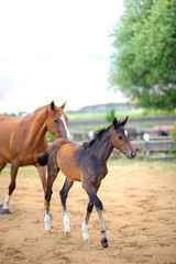 beautiful foal walks together with the mother