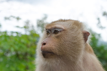 Close up face of monkey