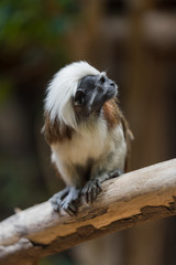 cotton top tamarin
