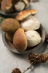 Tasty food - fresh porcini boletus oak muchrooms, high quality, ready to cook