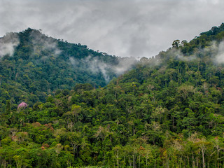 Rain forest in Manu National Park