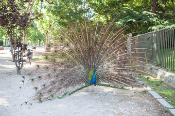 Obraz premium Male peacock proudly presenting its colorful feathers in a park