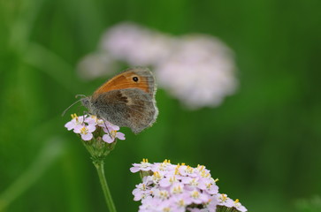 rostbindiger Samtfalter auf einer rosa Schafgarbe © sunday pictures