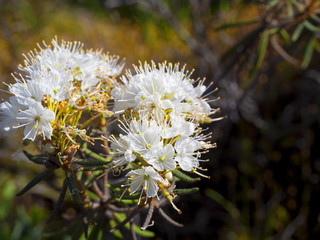 The lovely blooming multiflower Rhododendron Tomentosum, also known as Ledum Palustre, or Marsh Labrador Tea or Northern Labrador Tea or simply Wild Rosemary.