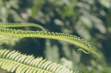 Tropical nature green leaf texture abstract background.
