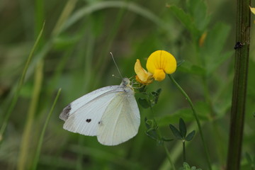kleiner Kohlweißling auf gelbem Hornklee