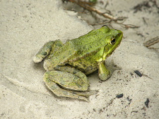 green frog on the sand.