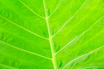 green leaf soft texture beautiful background with copy space add text ( Colocasia esculenta (L.) Schott ARACEAE )