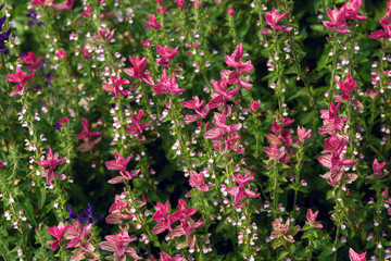 Group of colorful pink flowers blossom in garden