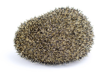 close up of curled porcupine