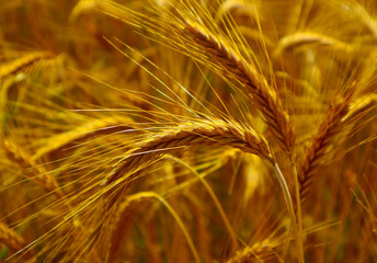 Bright colorful golden rye spikelets, harvest backdrop. Field of ripe yellow cereals, two spica closeup view.