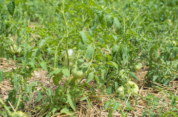 Green tomatoes on the ground