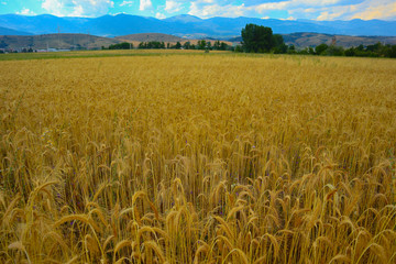 Bright colorful golden rye spikelets, harvest backdrop. Field of ripe yellow cereals, blue sky background.