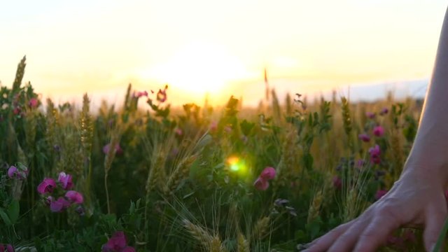 Hand of a young woman enjoying the nature of the Fields Flowers at sunset or at sunrise.