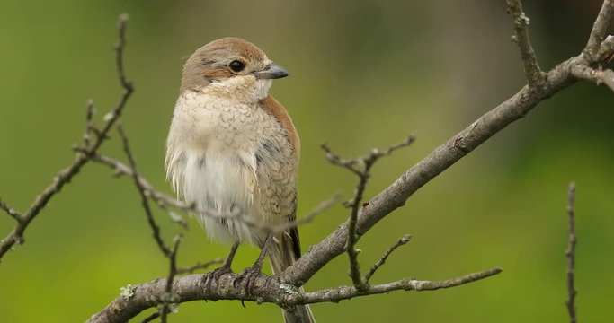 Female Red-backed Shrike, Lanius collurio Red-backed Shrike, near Madzharovo, Eastern Rhodopes, Bulgaria. Wildlife Bulgaria. Bird behaviour scene from nature. Mountain animal in the habitat. 