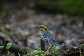 Blue  Pitta, pitta cyanea.(female). This is fairly common resident specie of Thailand has been taken at Khaoyai National Park, Nakhon Ratchasima during mating season of the birds in July 28,2017. 