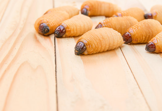 Red palm weevil on the wooden floor background (Rhynchophorus ferrugineus) Larvae of insects Selective focus with shallow depth of field