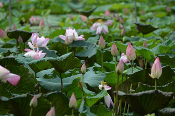 Water lilies and sacred lotuses