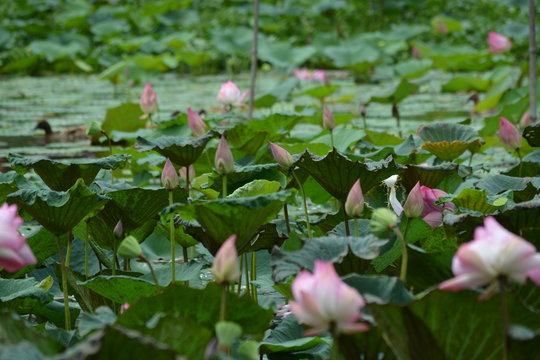 Water Lilies And Sacred Lotuses