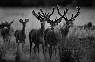 Red deer herd standing on meadow