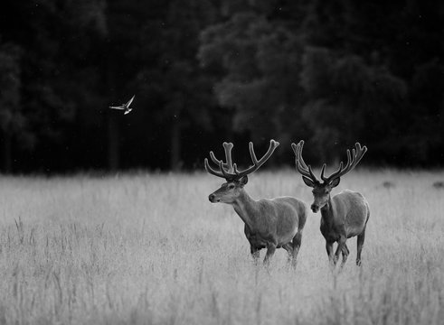 Two red deers walking on meadow