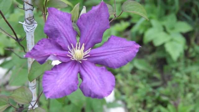Lilac Flower.
