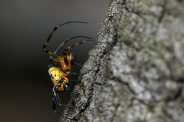 Image of an opadometa fastigata spiders(Pear-Shaped Leucauge) on the timber. Insect Animal.