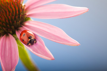 Fototapeta premium red ladybug on Echinacea flower, ladybird creeps on stem of plant in spring in garden in summer