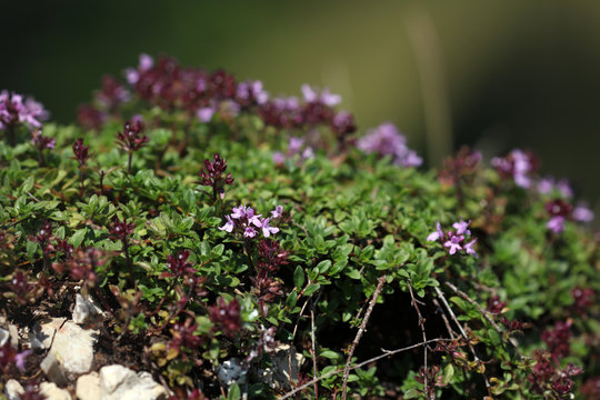 Thymian Thymus