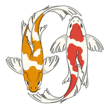 Colored vector illustration with koi carps. Isolated objects on white background.