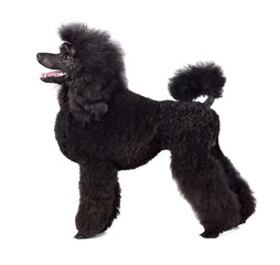Black poodle