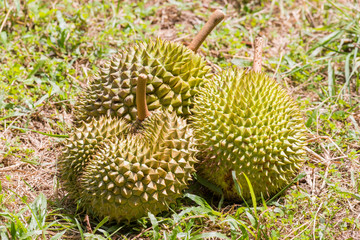 Naklejka na ściany i meble Durian fruit in agriculture farm