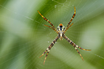 Image of multi-coloured argiope spider (Argiope pulchellla. ) in the net. Insect Animal