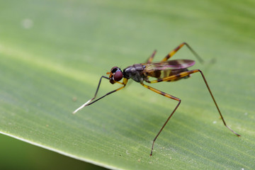 Image of stilt-legged fly(Micropezidae) on green leaves. Insect Animal