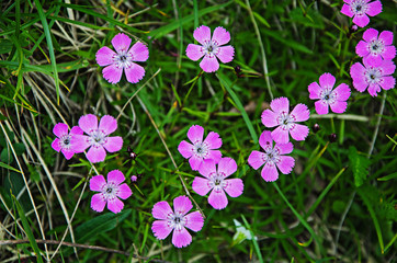 Flowering field