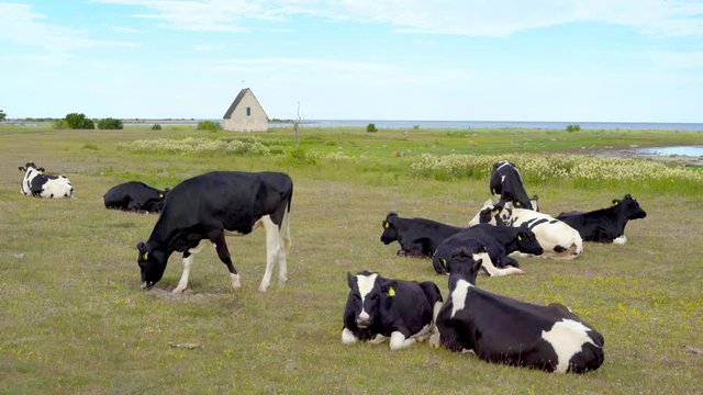 Grazing cows by the fishing hamlet Kovik on the island Gotland, Sweden.