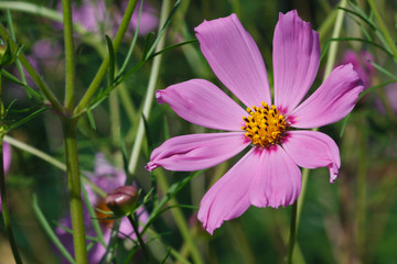 Obraz premium космея на даче