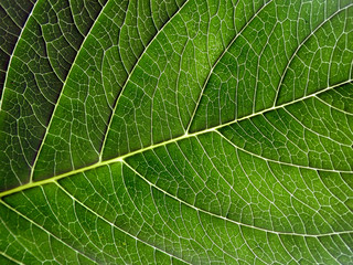 Naklejka na ściany i meble Hydrangea leaf detail, close up