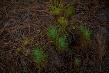 Jungle, dense forests, branches, a fabulous place. Canary Islands