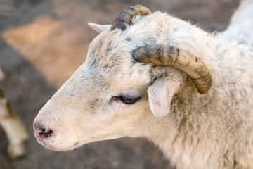 Head of a young lamb