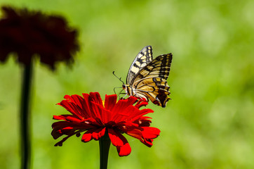 Butterfly on red flower1