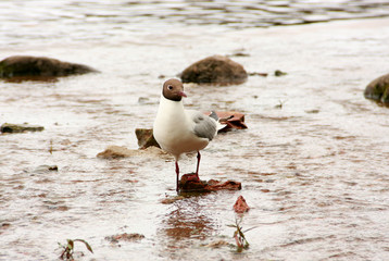 Seagull walking on water - 166199872