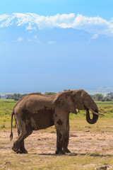 Fototapeta na wymiar Lonely elephant near Mount Kilimanjaro. Kenya, Africa