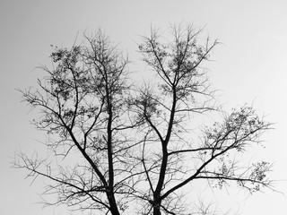 Silhouette tree