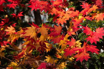 カラフルに色づいたカエデの葉