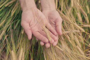 Female graceful hands hold wheat ear. The opened palms. Soft toning. Top view